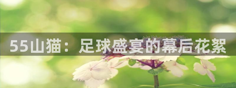 鲨鱼直播app：55山猫：足球盛宴的幕后花絮