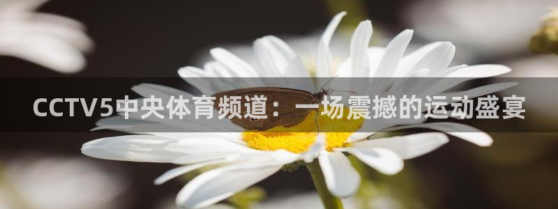 鲨鱼直播体育app：CCTV5中央体育频道：一场震撼的运动盛宴